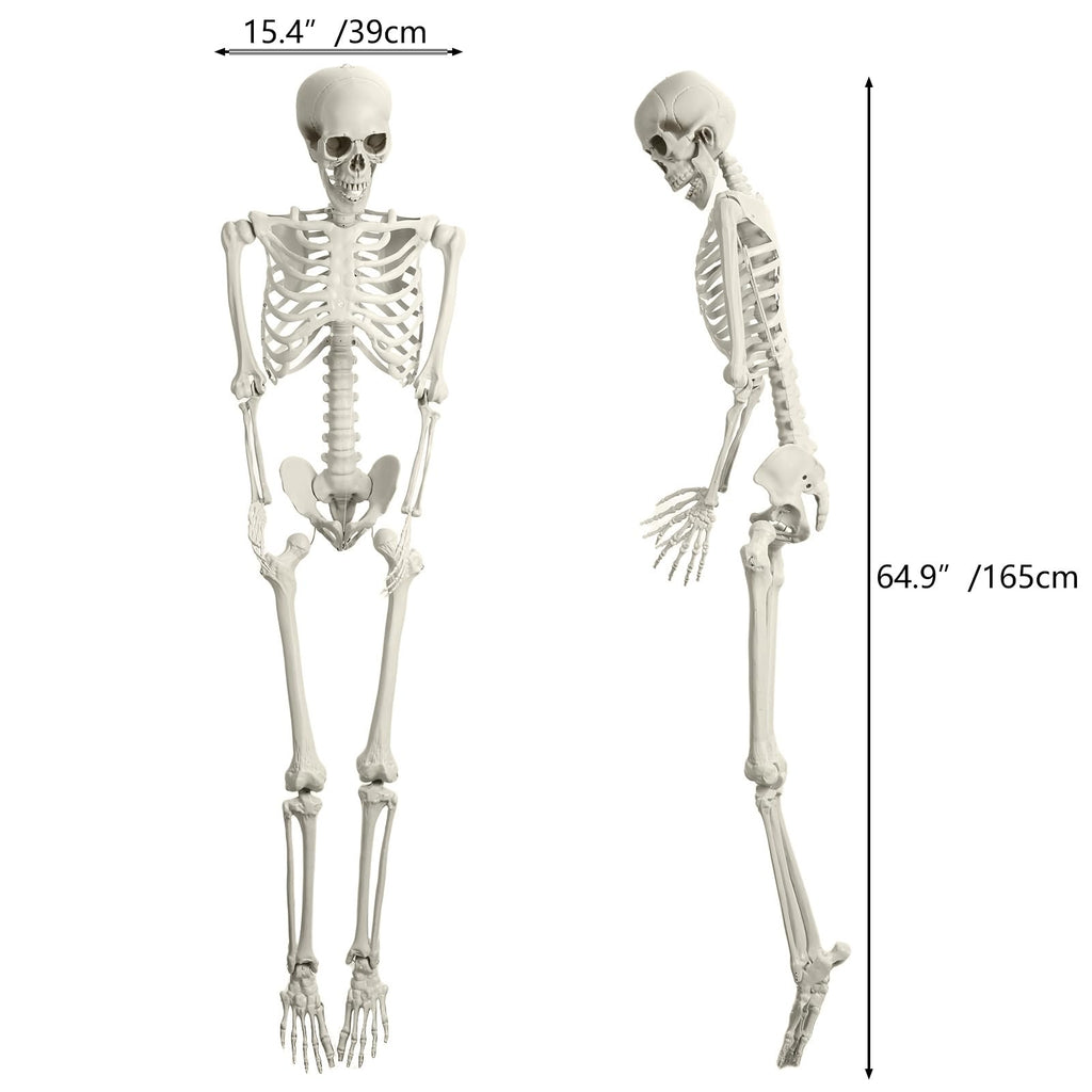 Life Size Imitation Skeleton with Posable Joints H710