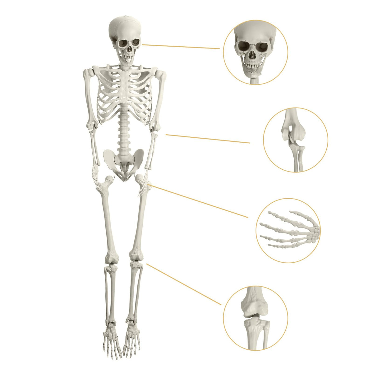 Life Size Imitation Skeleton with Posable Joints H710